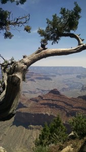 IMG_20150619_110441115